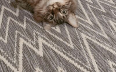 Your Guide to Choosing the Best Pet-Friendly Carpet