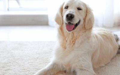 Pet-Friendly Carpet for Elegant and Productive Living